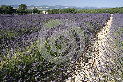 Lavender Stock Photo