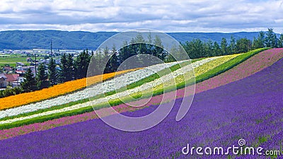 Lavender and another flower field in hokkaido - Japan , nature background Stock Photo