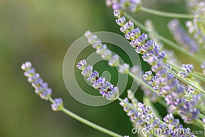 Lavender Aromatherapy Plant Stock Photo