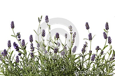 Lavender Stock Photo