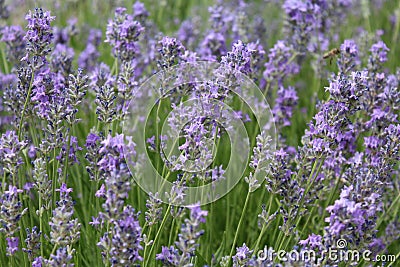 Lavender Stock Photo