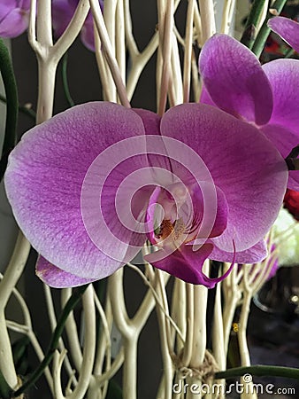 Lavender blooming orchid Stock Photo