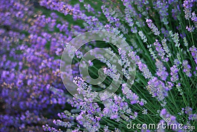 Lavender -blossom Stock Photo