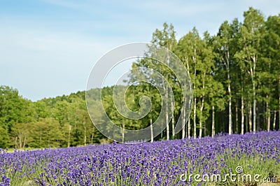 Lavender blossom in summer, Japan Stock Photo