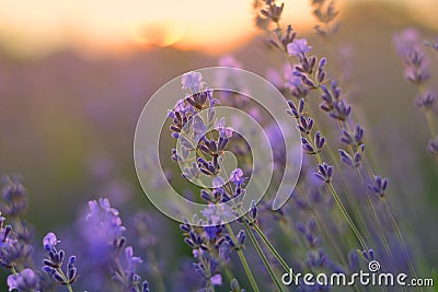 Lavender blurred flowers field at sunset closeup. Lavender violet background Stock Photo