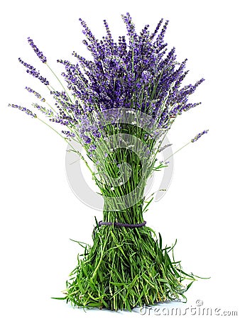 Lavender bouquet Stock Photo