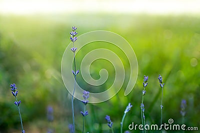 Lavender branch in the sunlight and blurred background. Lavender inflorescence (Lamiaceae, Labiatae, Stock Photo