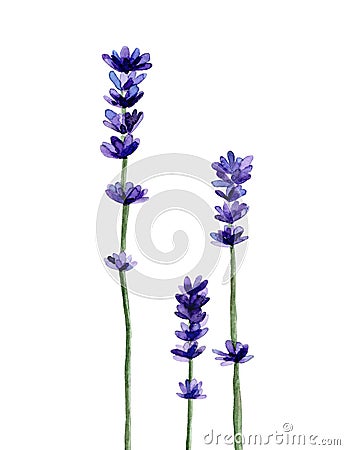 Lavender branches. Lilac flowers. Plants of France. Watercolour illustration isolated on white. Cartoon Illustration