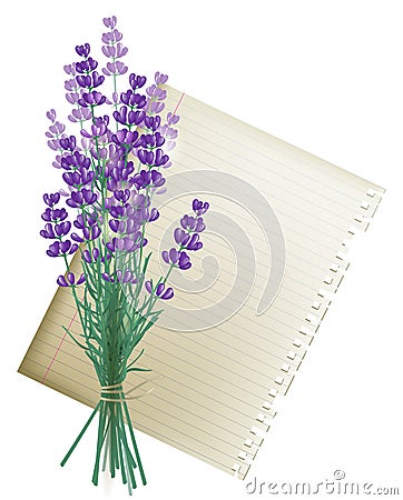 Lavender bunch Vector Illustration