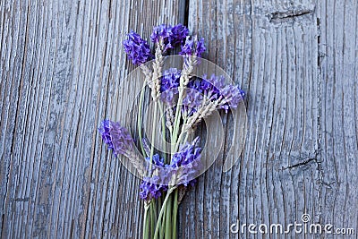 Lavender Stock Photo