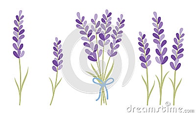 Lavender Bunch Lavender Flower Bouquet Bundle Vector Illustration Vector Illustration