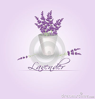 Lavender bunch in flowerpot Stock Photo