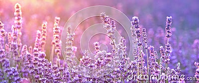 Lavender bushes closeup on sunset, horizontal background. Sunset gleam over purple flowers of lavender. Bushes on the Stock Photo