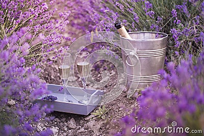 Lavender bushes with gravel ground. Beautiful champagne bucket and table at lavender field closeup. Lavender flower Stock Photo