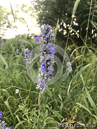 Lavender Stock Photo