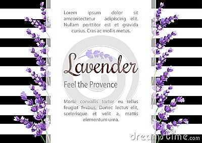 Lavender Card with flowers. Vintage Label with provence violet lavender. Stock Photo