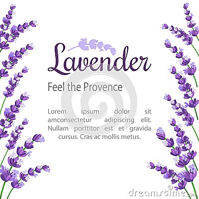 Lavender Card with flowers. Vintage Label with provence violet lavender. Stock Photo