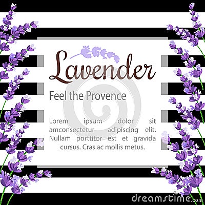 Lavender Card with flowers. Vintage Label with provence violet lavender. Stock Photo