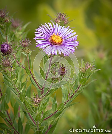 Beautiful New England Aster Flower Stock Photo