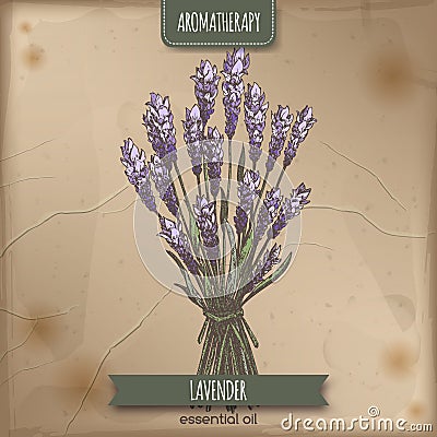 Lavender color sketch on vintage paper background. Vector Illustration