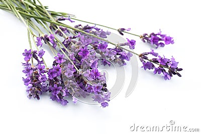 Lavender Stock Photo