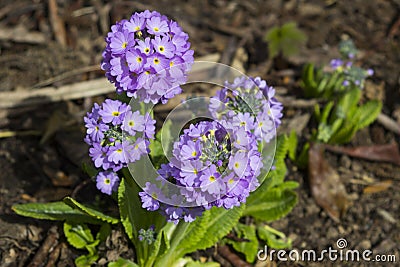 Lavender coloured perennial Primula Denticulata flowers providing a burst of colour in the garden in early spring Stock Photo