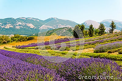 Lavender crops in southern Italy Calabria - Hilly landscape with lavender Stock Photo