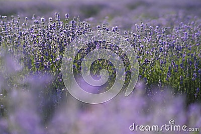 Lavender detail Stock Photo