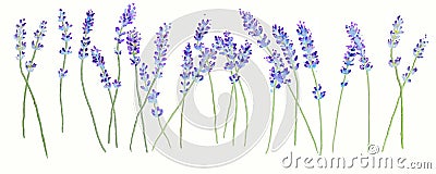 Lavender Stock Photo