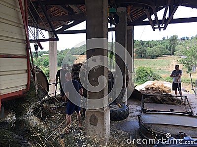 lavender distillation process. production of lavender essential oil in an old distillery in provence, france. Editorial Stock Photo