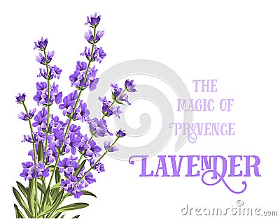 The lavender elegant card Vector Illustration