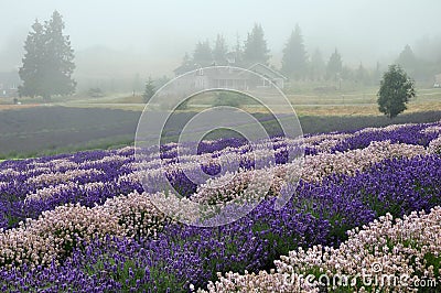 Lavender farm Stock Photo