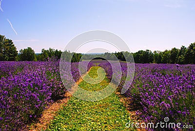 Lavender Farm Stock Photo