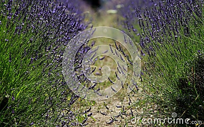 Lavender Stock Photo