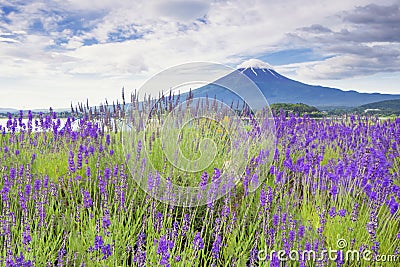 Fuji Mountain and Lavender Field at Oishi Park, Kawaguchiko Lake, Japan Stock Photo