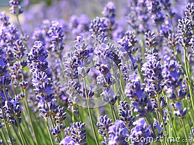 Lavender field Stock Photo