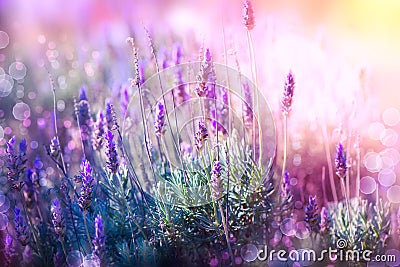 Lavender Stock Photo