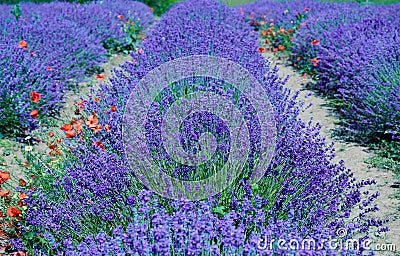 Lavender field in bloom, Sale San Giovanni, Piedmont, Italy Stock Photo