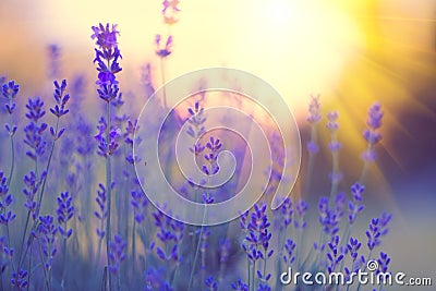 Lavender field, Blooming violet fragrant lavender flowers. Growing lavender swaying on wind over sunset sky Stock Photo