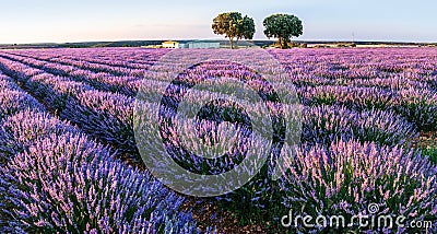 Lavender field in blossom. Rows of lavender bushes stretching to the skyline. Stunning sunset sky at the background. Brihuega, Stock Photo