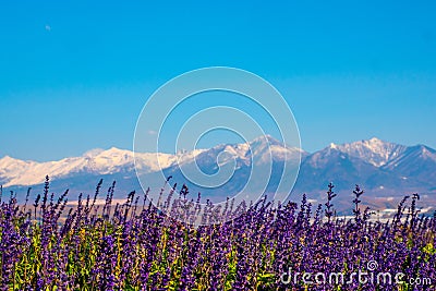 Lavender Field at Choei Lavender Farm Hokkaido Tomita farm. Stock Photo