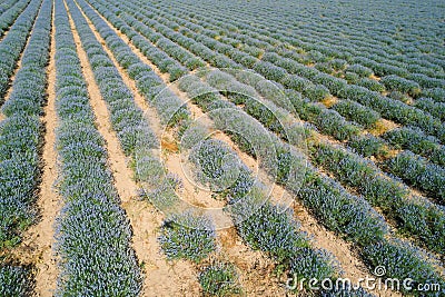 Lavender field Stock Photo