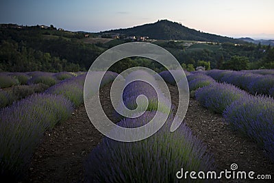 Lavender field at dusk with hills in the background Stock Photo