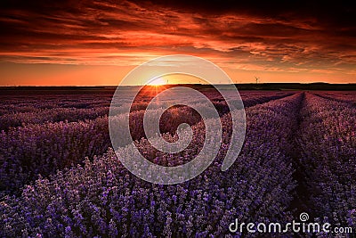 Lavender field flowers at sunset in summer time Stock Photo