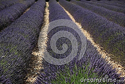 Lavender field in Provence landscape Stock Photo