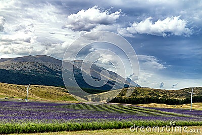 Lavender field in front of beautiful hills in New Zealand Stock Photo