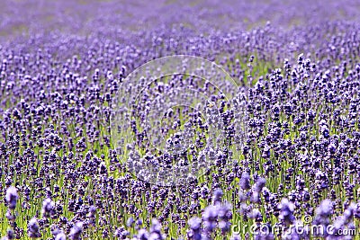 Lavender field in Furano, Hokkaido Stock Photo
