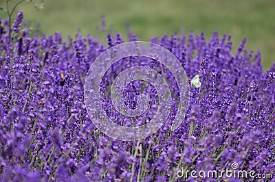 Lavender field butterfly Stock Photo