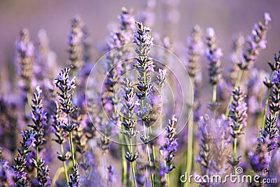 Lavender field near small town Apt, Provence, france Stock Photo