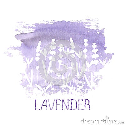 Lavender field pattern on purple stain isolated on white background. Watercolour hand drawn flowers Vector Illustration